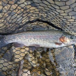 スプーン中心の釣果